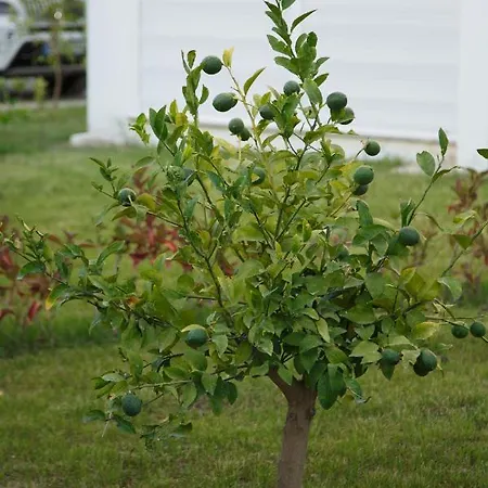 아파트 Art Life Aparments 알란야